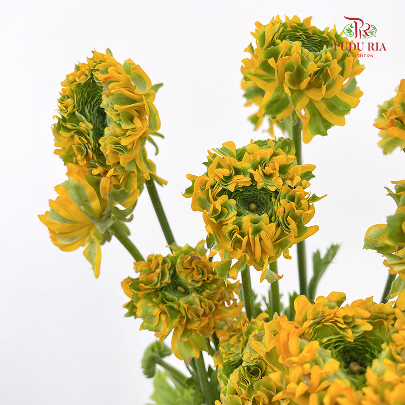 Ranunculus Fairyland Yellow 洋牡丹 - (8-10 Stems)