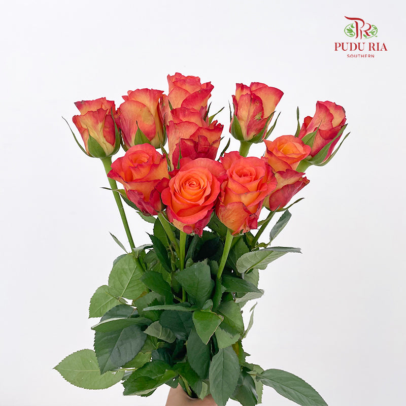 Rose Golden Light - (8-10 Stems)