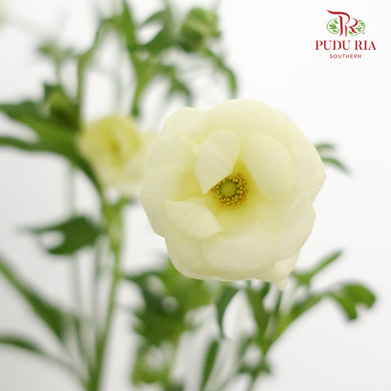 Ranunculus Butterfly Light Yellow (8 - 10 Stems) - Pudu Ria Florist Southern