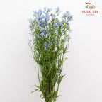 Delphinium Mini Blue 飞燕草 - (5 Stems)