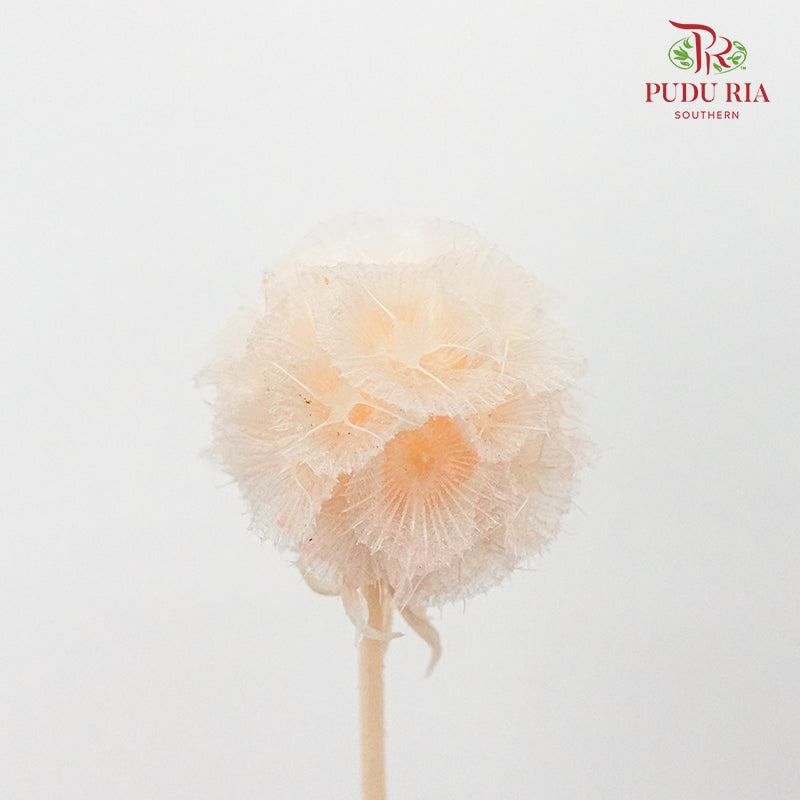 Preservative Scabiosa Champagne - Pudu Ria Florist Southern