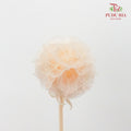 Preservative Scabiosa Champagne - Pudu Ria Florist Southern