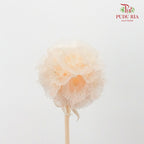 Preservative Scabiosa Champagne - Pudu Ria Florist Southern