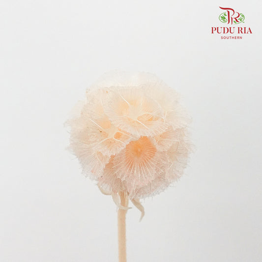 Preservative Scabiosa Champagne - Pudu Ria Florist Southern