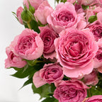 Rose Spray Cheering Squad Pink - (8-10 Stems)