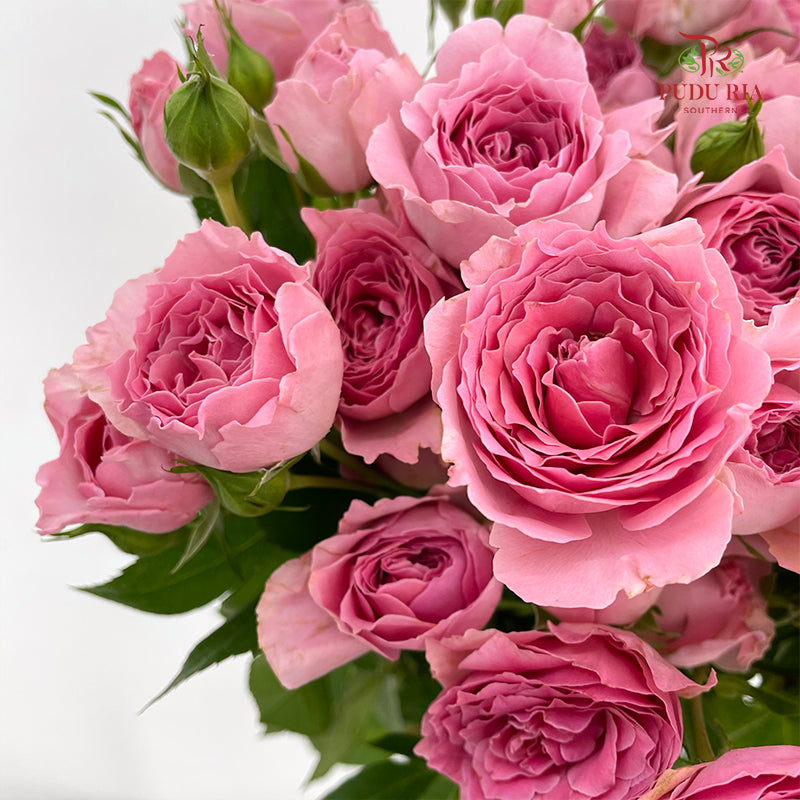 Rose Spray Cheering Squad Pink - (8-10 Stems)