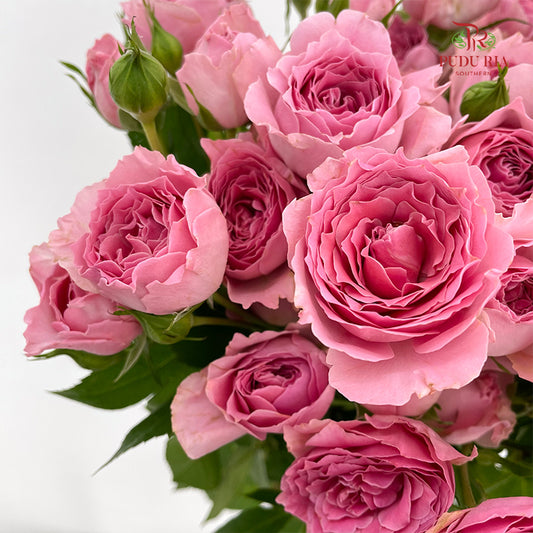 Rose Spray Cheering Squad Pink - (8-10 Stems)