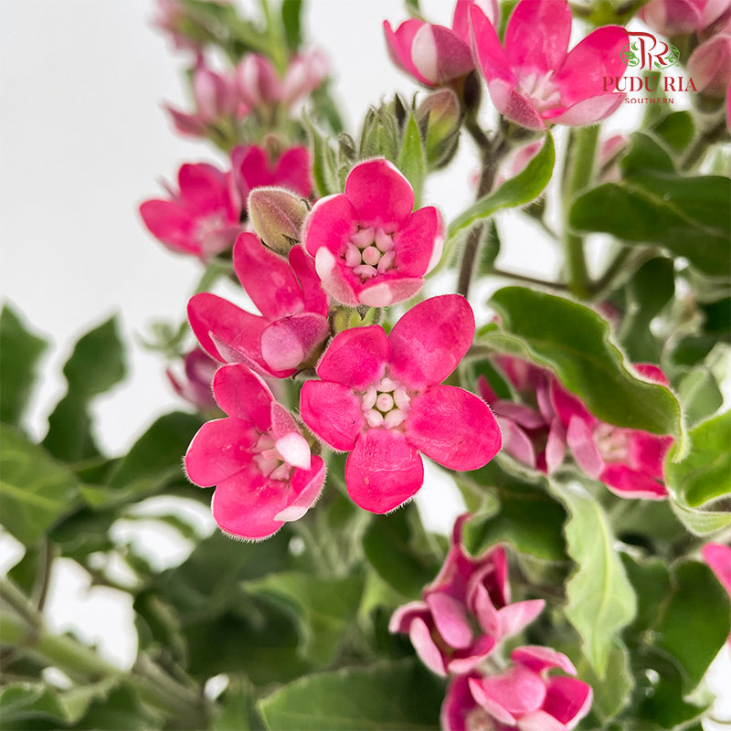 Oxypetalum Pink - (Per Bundle)