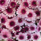 Chrysanthemum Pompom Two Tone Purple 5 - (10-12 Stems)