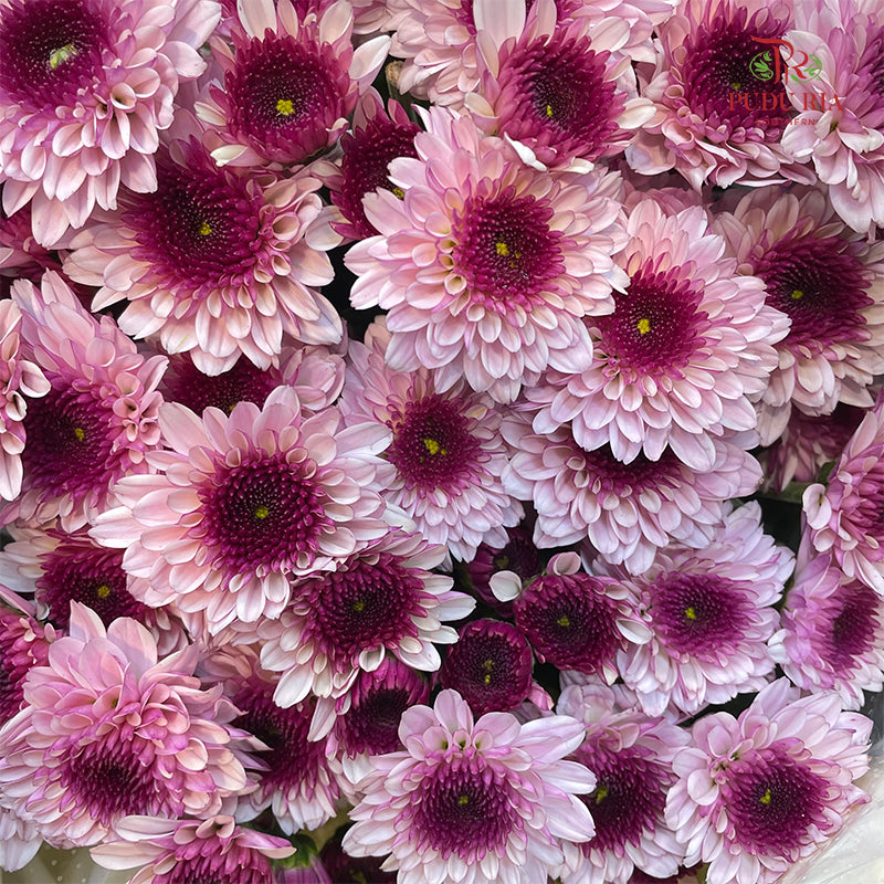 Chrysanthemum Pompom Two Tone Purple 5 - (10-12 Stems)