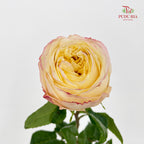 Rose Cream X-Pression - (8-10 Stems)