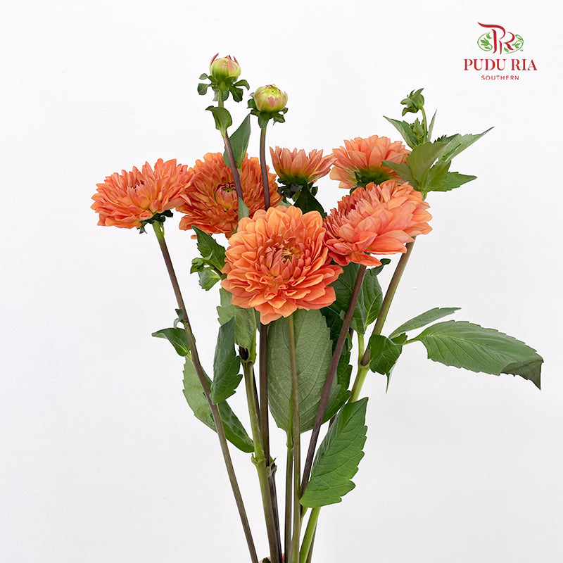 Dahlia Orange - (Per Bundle)