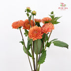 Dahlia Orange - (Per Bundle)