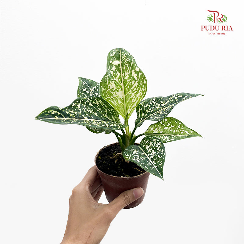 Aglaonema Siti Norhaliza