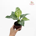 Aglaonema Siti Norhaliza