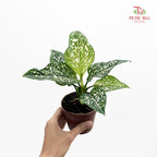 Aglaonema Siti Norhaliza