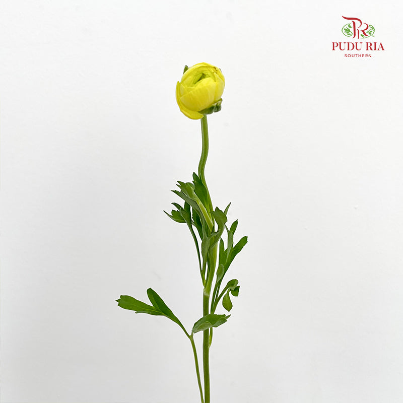 Ranunculus Light Yellow - (8 - 10 Stems)