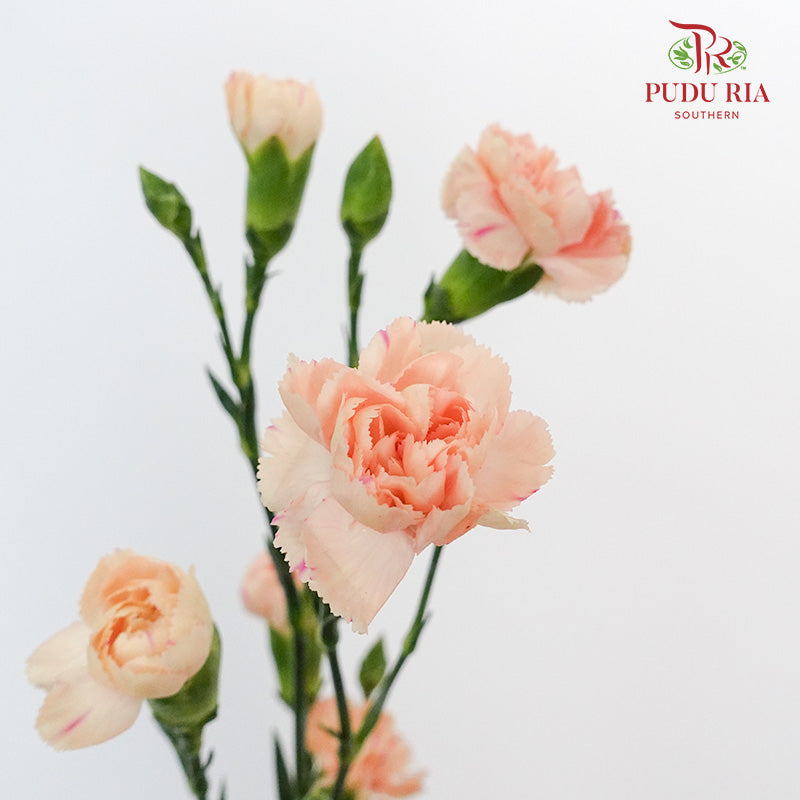 Carnation Spray Champagne  (18-20 Stems) - Pudu Ria Florist Southern