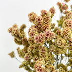 Limonium Sinese Yellow With Red (Caspia) 卡斯比亞 - (2 Stems)