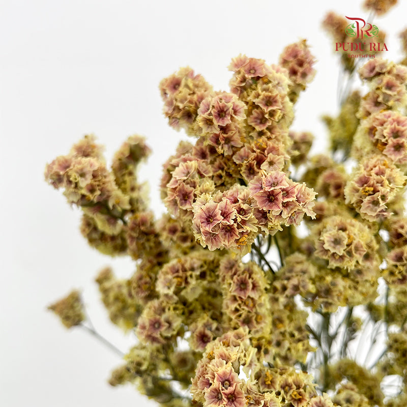 Limonium Sinese Yellow With Red (Caspia) - (2 Stems)