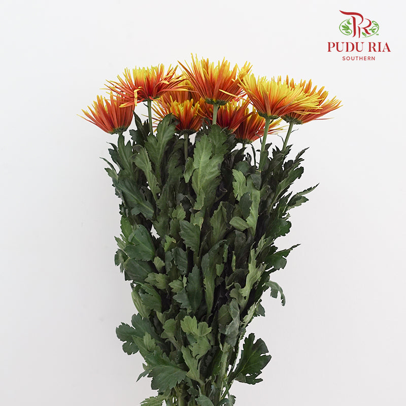Net Mum Chrysanthemum Chispa Orange Yellow - (10-12 Stems)
