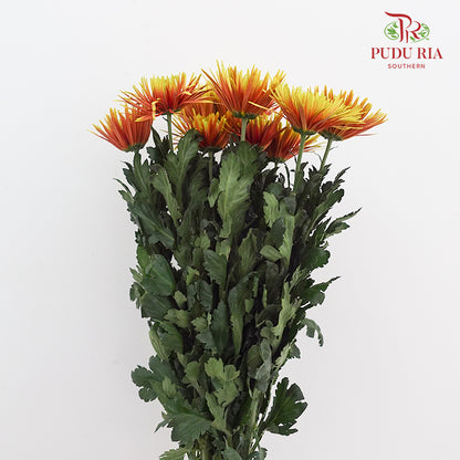 Net Mum Chrysanthemum Chispa Orange Yellow - (10-12 Stems)