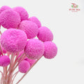 Preservative Craspedia - Pink