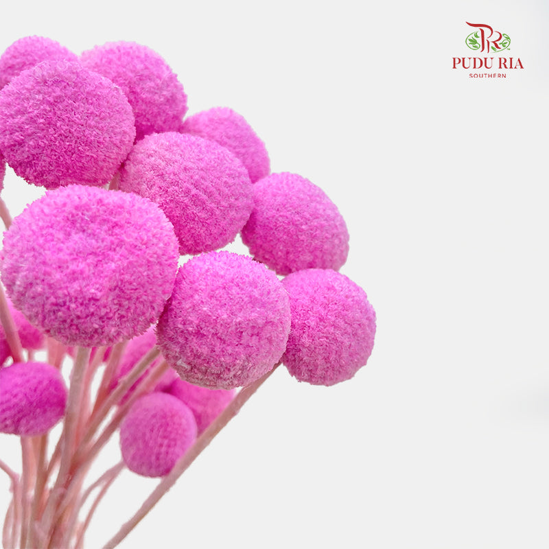Preservative Craspedia - Pink