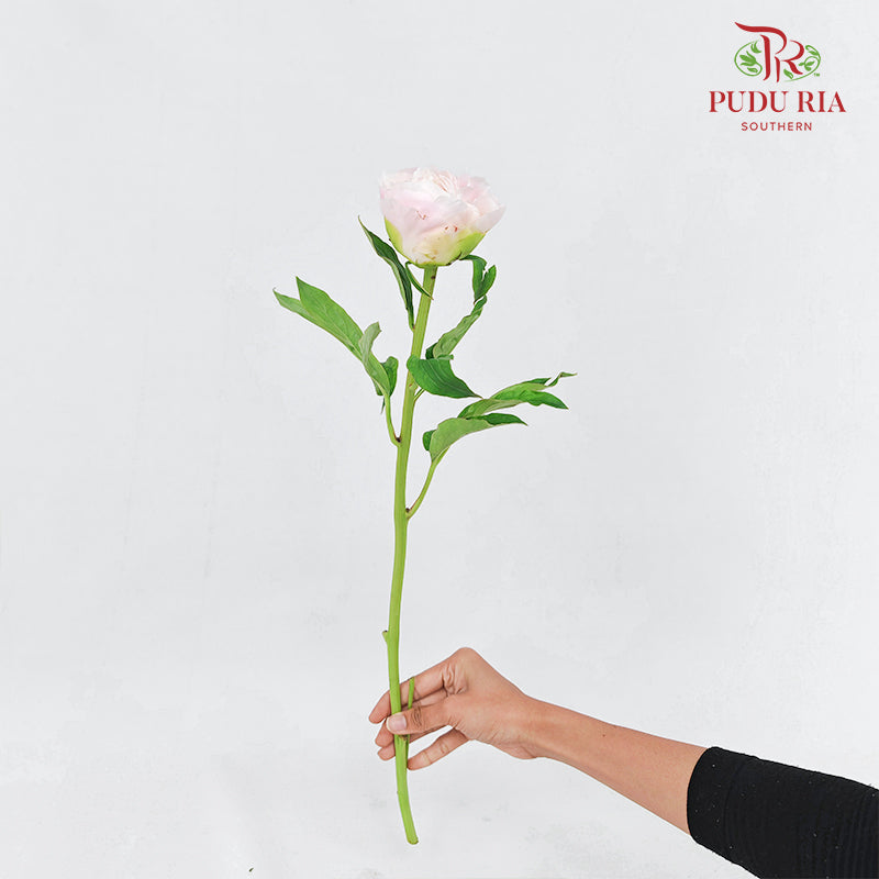 Peony Pink 芍药 - (5 Stems)