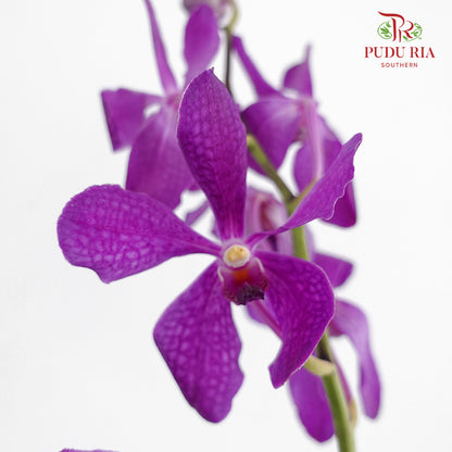 Mokara Orchid Purple (L) - Pudu Ria Florist Southern