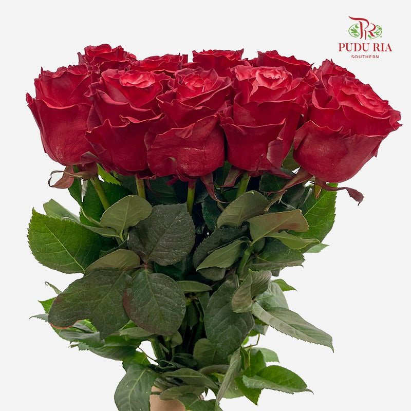 Rose Mondial Dusty 3 - (8-10 Stems)
