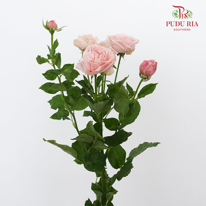 Rose Spray premium Soft Pink (8-10 Stems) - Pudu Ria Florist Southern