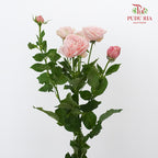Rose Spray premium Soft Pink (8-10 Stems) - Pudu Ria Florist Southern