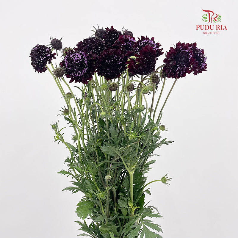 Scabiosa Purple 蓝盆花 - (Per Bundle)