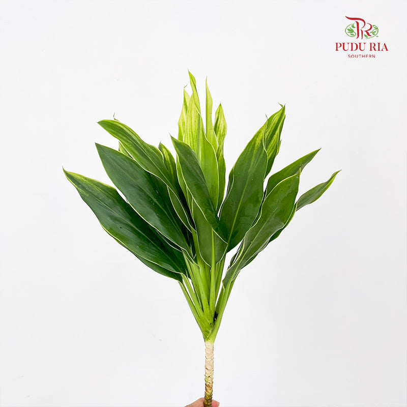 Snow White (Cordyline Green) 绿朱蕉 (S) - (5 Stems)