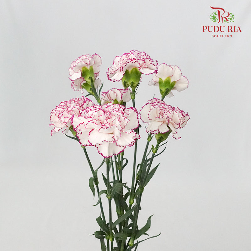 Carnation Commedia (8-10 Stems) - Pudu Ria Florist Southern