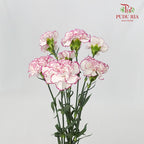 Carnation Commedia (8-10 Stems) - Pudu Ria Florist Southern