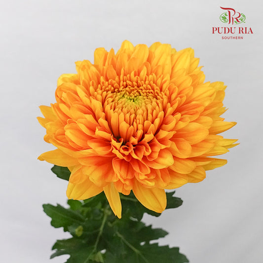 Taiwan Mum Chrysanthemum Orange (6 Stems) - Pudu Ria Florist Southern