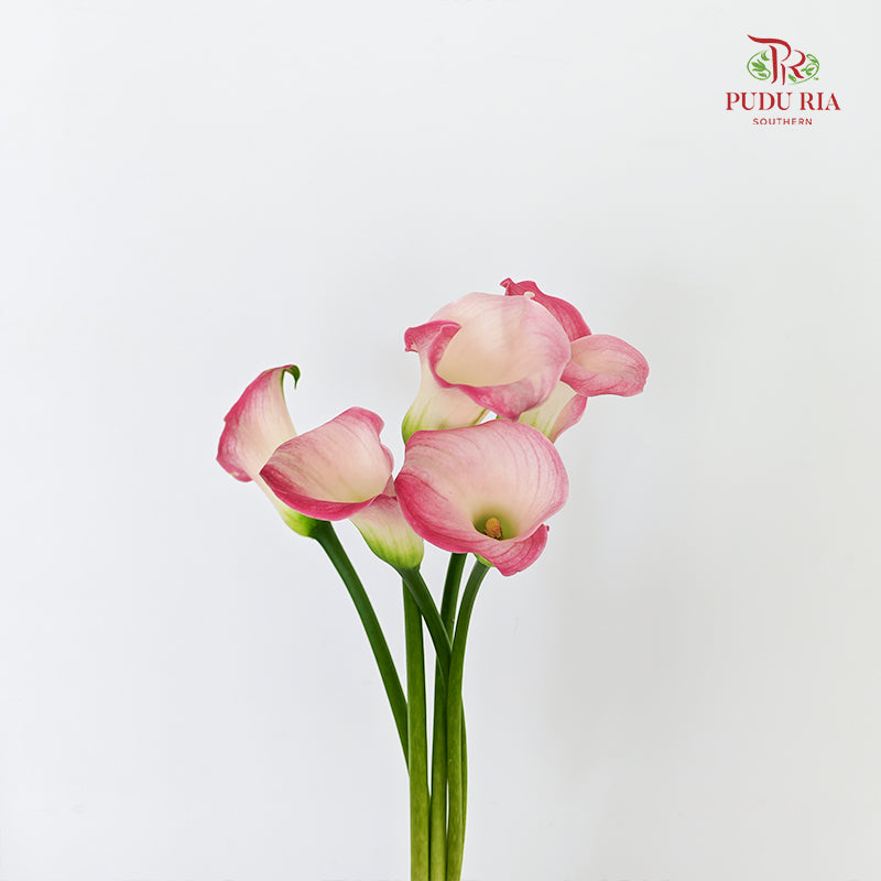 Calla Lily Pink 海芋 - (5 Stems)