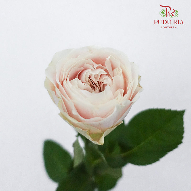 Rose Milky Tea (8-10 Stems) - Pudu Ria Florist Southern