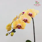 Phalaenopsis Orchid Yellow Orange Big Single Stem