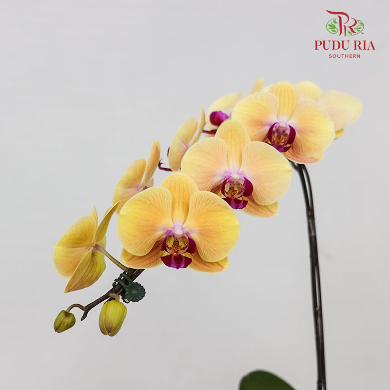 Phalaenopsis Orchid Yellow Orange Big Single Stem