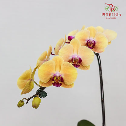 Phalaenopsis Orchid Yellow Orange Big Single Stem