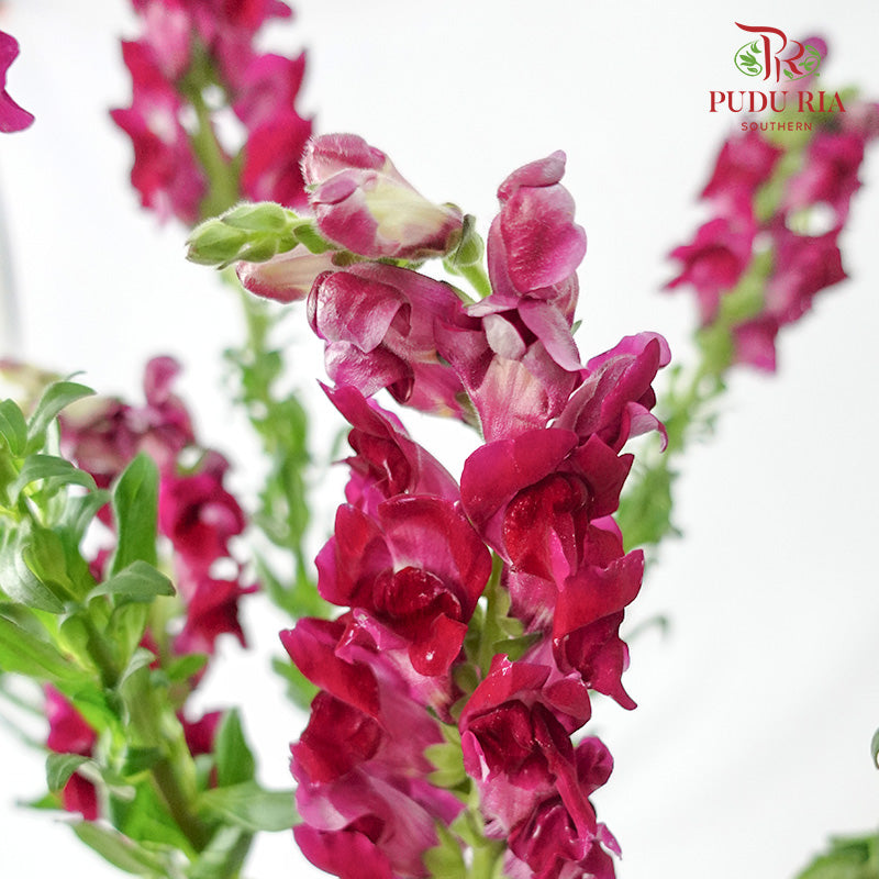 Snapdragon Purple - Pudu Ria Florist Southern