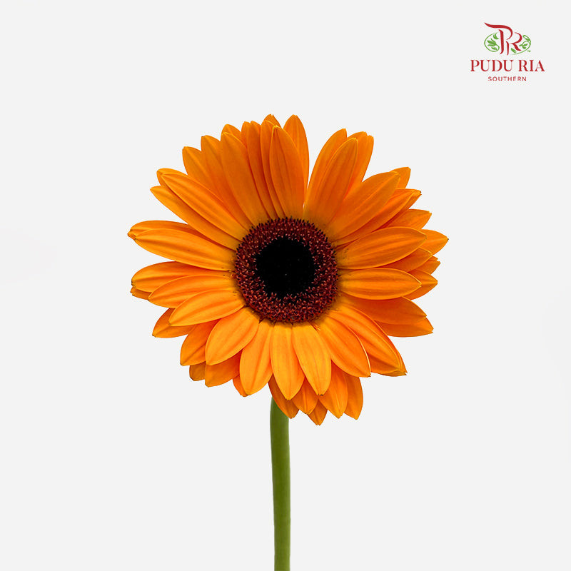 Gerbera Orange 非洲菊 - (8-10 Stems)