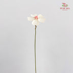 Dry Violet Love Shape - Center Pink