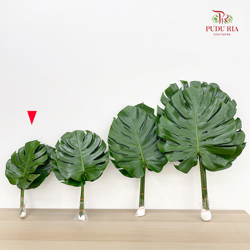 Monstera (S) - (5 Stems)