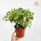 Schefflera Rar P110