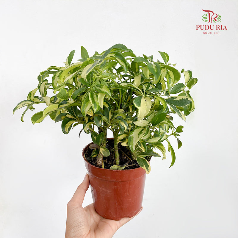 Schefflera Rar P110