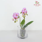 Phalaenopsis Orchid Purple White Mini Double Stem